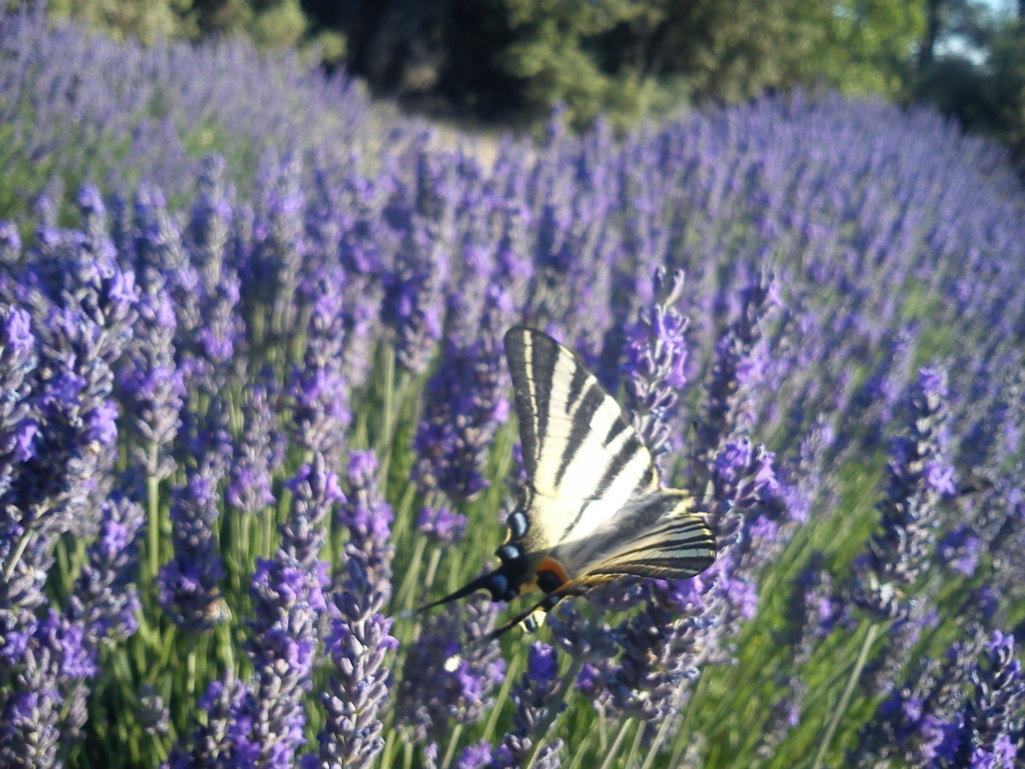 Swallowtail butterfly landed on lavender
