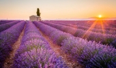 Cycling trips through lavender fields in Provence: Alpilles, Luberon, Verdon