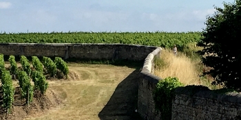 Vineyards of Bordeaux Medoc