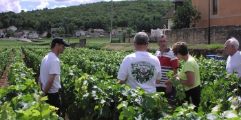 Biking tours in Burgundy will take you through some of the world's most famous vineyards