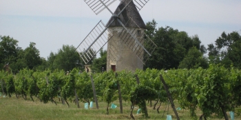 Windmill in the Bordeaux vineyard area