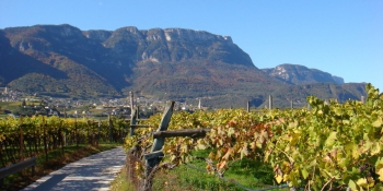 The itinerary will take you through quiet roads through vineyards