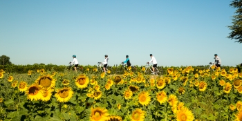 Cycling through sun-flower in Provence, with your family or friends